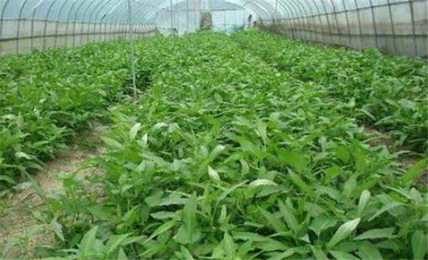 空心菜如何繁殖,空心菜繁殖的方法