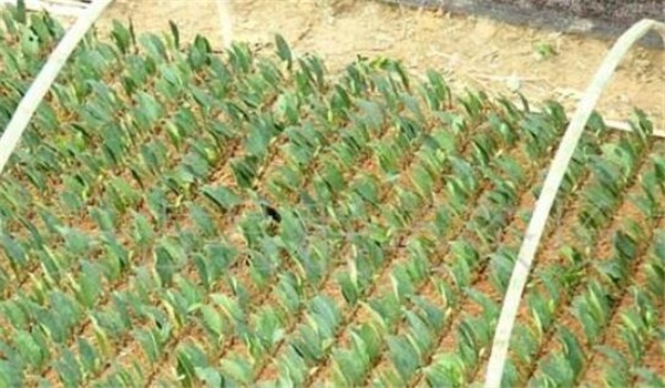 空心菜如何繁殖,空心菜繁殖的方法