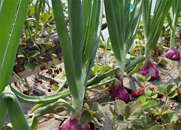 洋葱的种植方法,洋葱的栽培品种