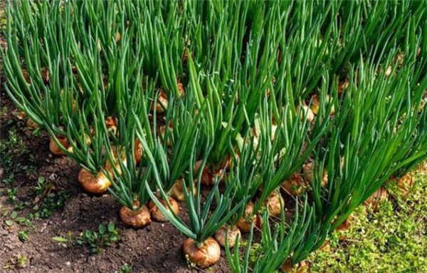 洋葱的种植方法,洋葱的栽培品种