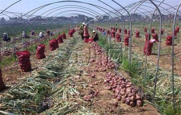 洋葱的种植方法,洋葱的栽培品种