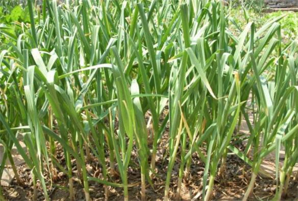 蒜苔是怎么长出来的,蒜苔的主产地在哪里