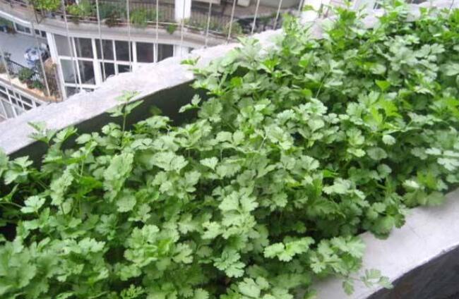 香菜种植的注意事项,香菜种植注意温度和防病害