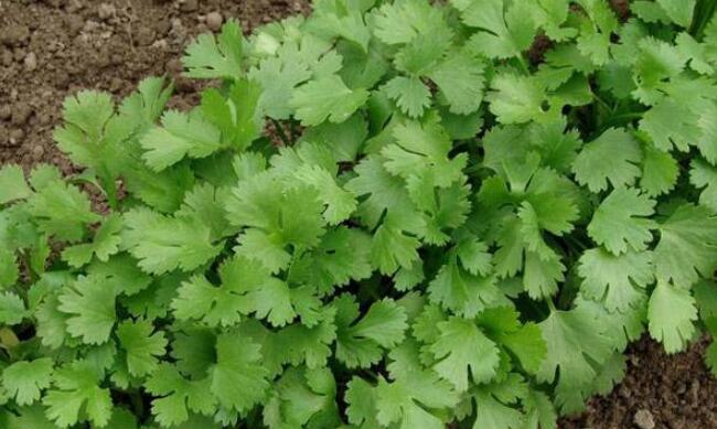 香菜种植的注意事项,香菜种植注意温度和防病害