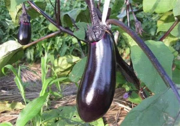 茄子的种植时间,茄子的最佳种植时间(初春、初秋)