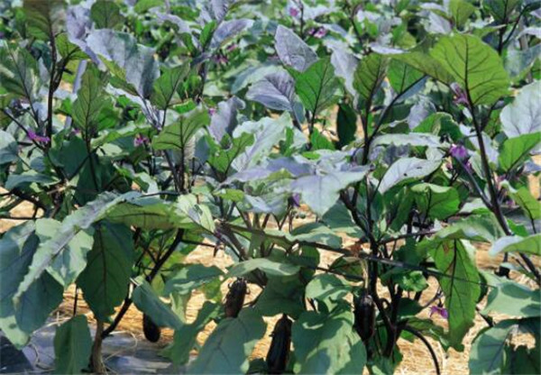 茄子的种植时间,茄子的最佳种植时间(初春、初秋)