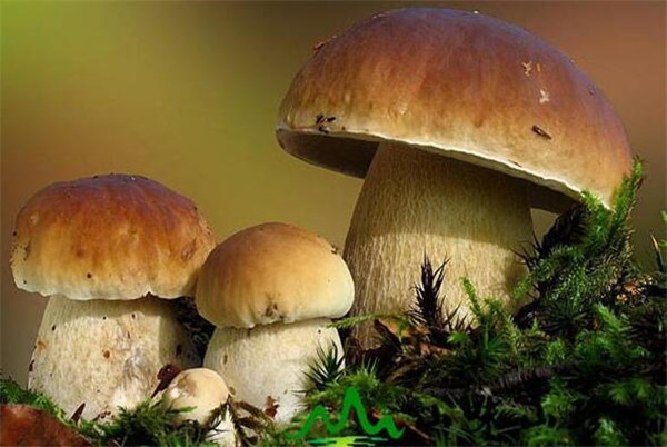 牛肝菌的产地分布有哪些,牛肝菌的营养价