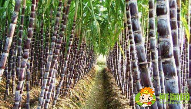 吃甘蔗上火还是下火,甘蔗的功效与作用