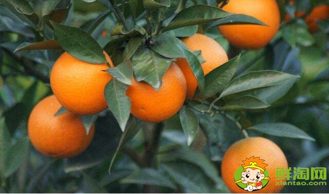 一天吃几个橙子最好,橙子的功效与作用