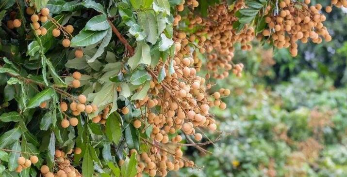 桂圆吃多了会怎样,桂圆吃多了怎么办