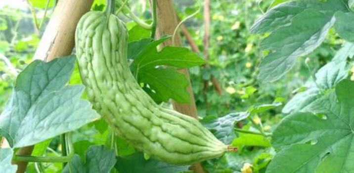 桂圆吃多了会怎样,桂圆吃多了怎么办