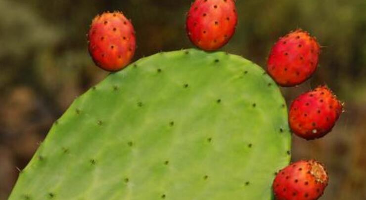 仙人掌果什么时候成熟,仙人掌果多少钱一斤