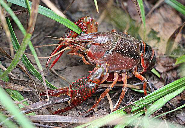 小龙虾吃什么饲料好,现在小龙虾吃什么饲料