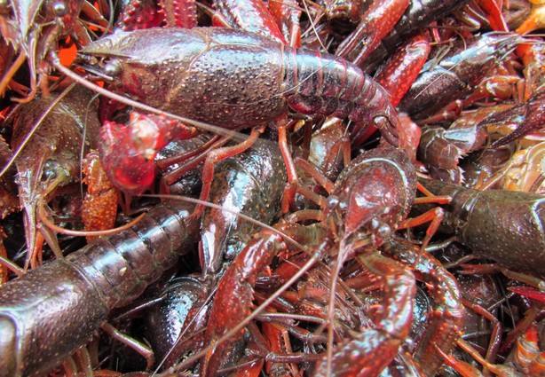 小龙虾吃什么饲料好,现在小龙虾吃什么饲料