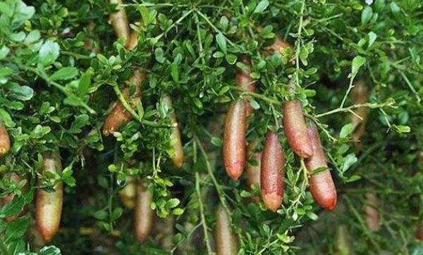 指橙的种植需要什么条件,指橙种植条件南北方