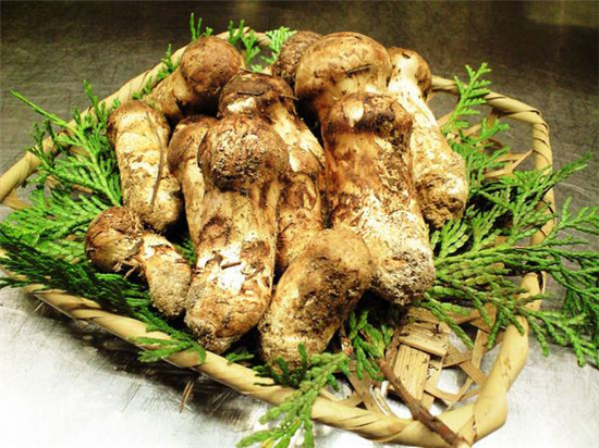 姬松茸的功效与禁忌,松茸不能和什么一起煮