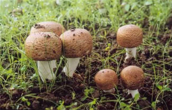 姬松茸的功效与禁忌,松茸不能和什么一起煮