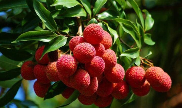 白糖罂荔枝现在打什么药最好,白糖罂荔枝管理新技术