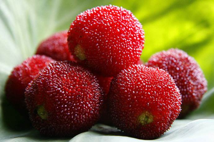 杨梅要连籽一起吃吗,杨梅连籽一起吃是不是不会上火