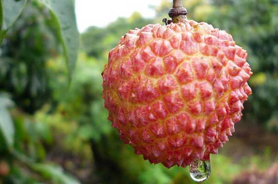 荔枝怎样吃不会上火,荔枝和什么一起吃不容易上火