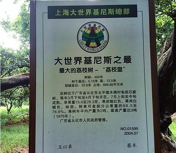 世界上最大的荔枝树有多大,中国最古老的荔枝树在哪里