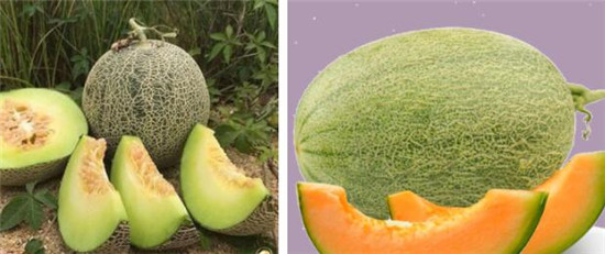 哈密瓜怎么挑好吃,哈密瓜和西洲蜜有什么区别