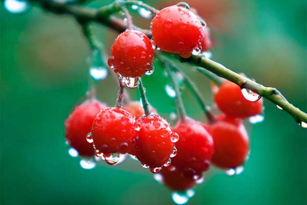 吃樱桃上火吗,樱桃上火还是降火