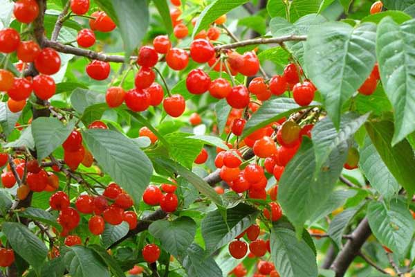 吃樱桃与什么相克,吃樱桃的禁忌