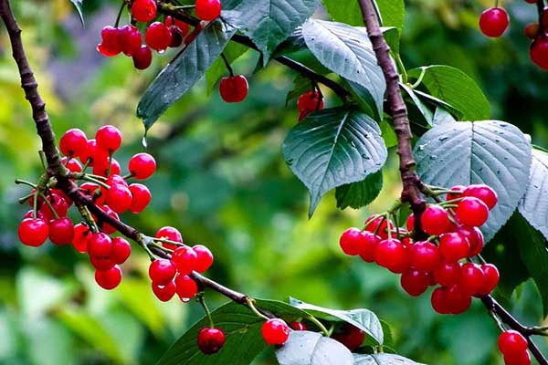 吃樱桃与什么相克,吃樱桃的禁忌