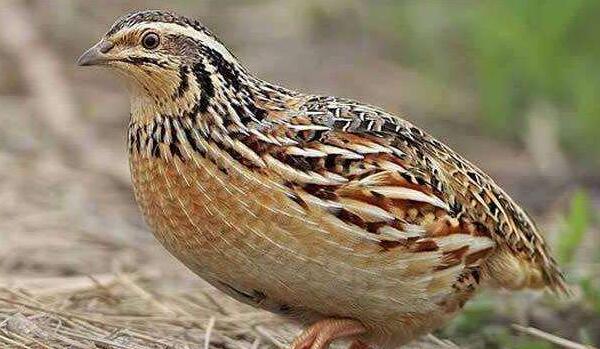 松花蛋是什么动物下的蛋，市场2元松花蛋是什么鸟下的蛋