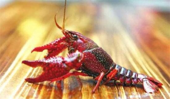 小龙虾是入侵物种吗,中国小龙虾的来历