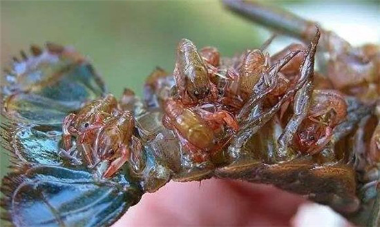 小龙虾性成熟要几个月,怎样刺激小龙虾性成熟