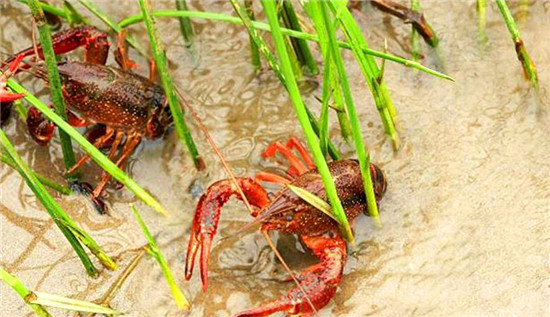 小龙虾性成熟要几个月,怎样刺激小龙虾性成熟