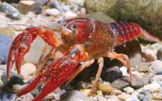 小龙虾是虾还是虫子,小龙虾怎么杀才干净