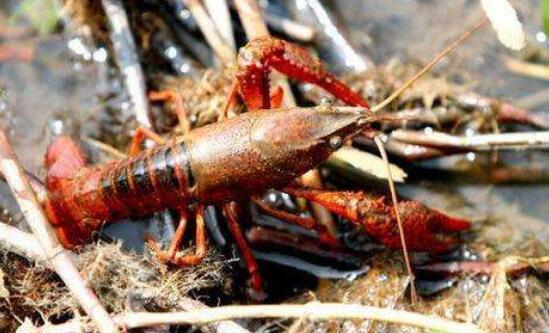 小龙虾的养殖期多长时间,养殖小龙虾难在哪里
