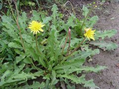 蒲公英茶应该怎么喝,蒲公英泡水一次放几根