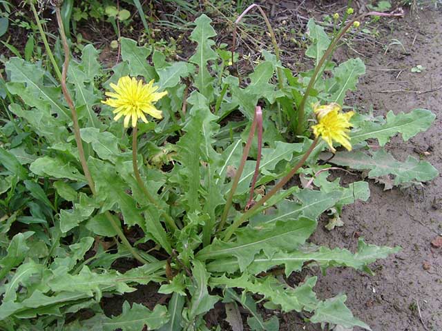 蒲公英茶应该怎么喝,蒲公英泡水一次放几根