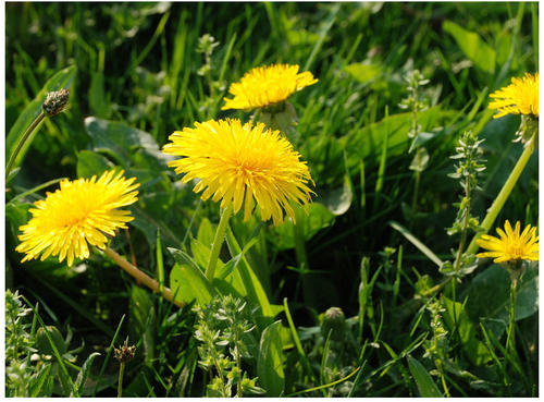 蒲公英泡水喝的功效及其用量,蒲公英泡水喝的禁忌