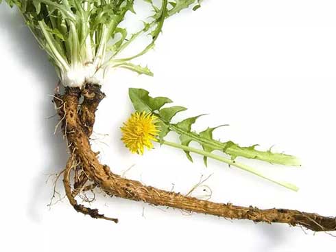 蒲公英茶叶子和根哪个好,喝蒲公英茶叶子好还是蒲公英好