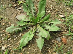 蒲公英茶叶子和根哪个好,喝蒲公英茶叶子好还是蒲公英好