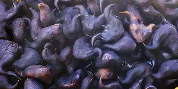 菱角怎么扒开,菱角怎么剥壳最简单