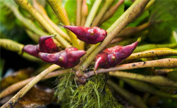 北方人认为菱角长在哪里,吃菱角的好处和营养价值