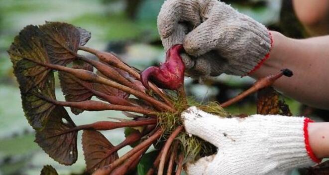 生菱角怎么剥壳,菱角怎么吃最好