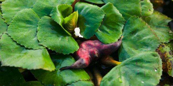 菱角吃起来是什么味道,正常的菱角是什么味道