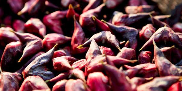 老菱角怎么种植,鱼塘里能种菱角吗