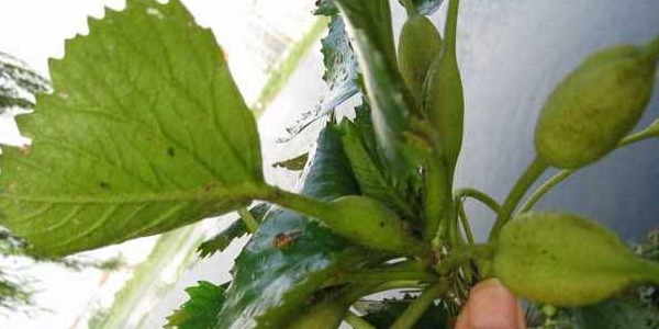 菱角怎么催芽,牛角菱角怎么种植