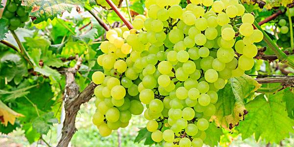 葡萄是热性还是凉性水果,100克葡萄的热量是多少