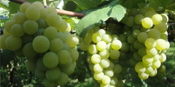 葡萄是热性还是凉性水果,100克葡萄的热量是多少