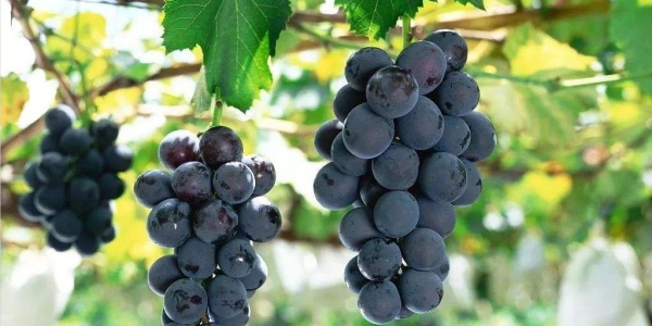 巨峰葡萄产地在哪,巨峰葡萄产地价格