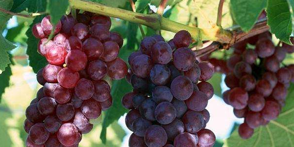 葡萄籽怎么种植能发芽,自己种葡萄籽怎么种